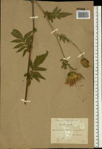 Серпуха венценосная L., Восточная Европа, Северо-Украинский район (E11) (Украина)