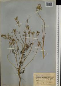 Декурения софиевидная (Fisch. ex Hook.) O.E.Schulz, Сибирь, Чукотка и Камчатка (S7) (Россия)