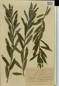 Ива пурпурная, Ива пурпуровая L., Восточная Европа, Центральный район (E4) (Россия)