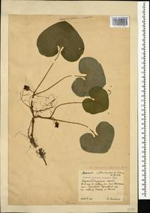 Asarum europaeum subsp. caucasicum (Duchartre) Soó, Кавказ, Краснодарский край и Адыгея (K1a) (Россия)