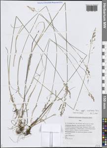 Мятлик разноцветный Besser, Сибирь, Дальний Восток (S6) (Россия)