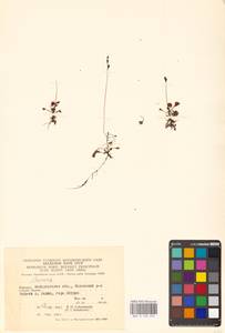 Росянка круглолистная L., Восточная Европа, Западно-Украинский район (E13) (Украина)