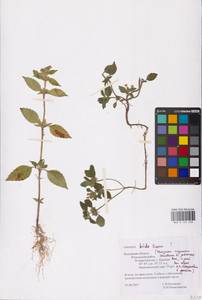 MHA 0 154 238, Пикульник двунадрезанный, Жабрей Boenn., Восточная Европа, Центральный район (E4) (Россия)