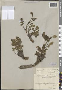 Hymenidium lindleyanum (Klotzsch) Pimenov & Kljuykov, Средняя Азия и Казахстан, Памир и Памиро-Алай (M2)