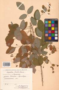 Леспедеца двуцветная Turcz., Сибирь, Дальний Восток (S6) (Россия)