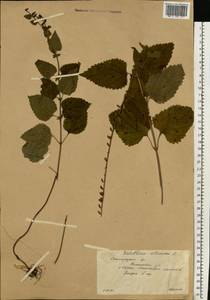 Шлемник высочайший, Шлемник высокий L., Восточная Европа, Нижневолжский район (E9) (Россия)