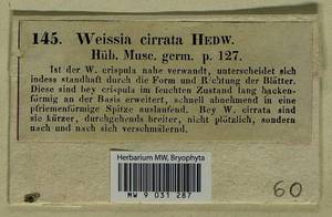 Dicranoweisia cirrata (Hedw.) Lindb. ex Milde, Гербарий мохообразных, Мхи - Западная Европа (BEu)