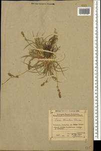 Осока прерванная Stokes, Кавказ, Азербайджан (K6) (Азербайджан)