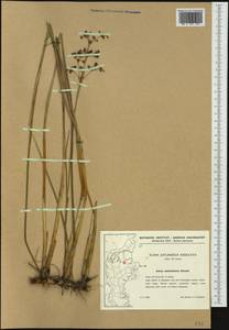 Ситник узловатый Schrank, Западная Европа (EUR) (Дания)