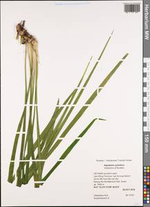 Aspidistra cylindrica Vislobokov & Nuraliev, Зарубежная Азия (ASIA) (Вьетнам)