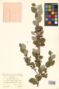 Кизильник рыхлоцветковый (J.Jacq.) Lindl., Восточная Европа, Восточный район (E10) (Россия)