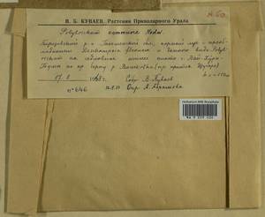 Polytrichum commune Hedw., Гербарий мохообразных, Мхи - Западная Сибирь (включая Алтай) (B15) (Россия)