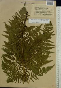 Pteridium aquilinum subsp. pinetorum (C. N. Page & R. R. Mill) J. A. Thomson, Восточная Европа, Западно-Украинский район (E13) (Украина)