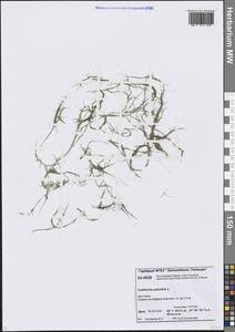 Болотник обыкновенный L., Сибирь, Центральная Сибирь (S3) (Россия)