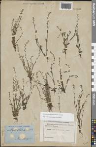 Незабудка прямостоячая Link ex Roem. & Schult., Восточная Европа, Южно-Украинский район (E12) (Украина)