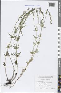 Вероника австрийская L., Восточная Европа, Центральный лесостепной район (E6) (Россия)