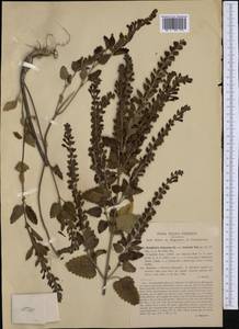 Scutellaria columnae subsp. gussonei (Ten.) Nyman, Западная Европа (EUR) (Италия)