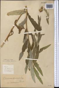 Cirsium arvense var. vestitum Krock. ex Wimm. & Grab., Средняя Азия и Казахстан, Северный и Центральный Казахстан (M10) (Казахстан)