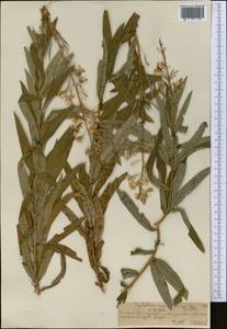 Chamaenerion angustifolium subsp. angustifolium, Средняя Азия и Казахстан, Северный и Центральный Тянь-Шань (M4) (Казахстан)