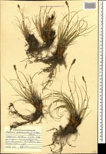 Carex deasyi (C.B.Clarke) O.Yano & S.R.Zhang, Кавказ, Ставропольский край, Карачаево-Черкесия, Кабардино-Балкария (K1b) (Россия)