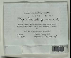 Plagiothecium nemorale (Mitt.) A. Jaeger, Гербарий мохообразных, Мхи - Дальний Восток (без Чукотки и Камчатки) (B20) (Россия)