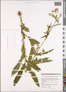 Erechtites hieraciifolia (L.) Raf. ex DC., Восточная Европа, Белоруссия (E3a) (Белоруссия)