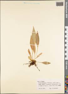 Polypodiopsida, Австралия и Океания (AUSTR) (Французская Полинезия)