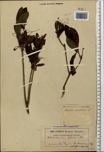 Рододендрон желтый Sweet, Кавказ, Северная Осетия, Ингушетия и Чечня (K1c) (Россия)