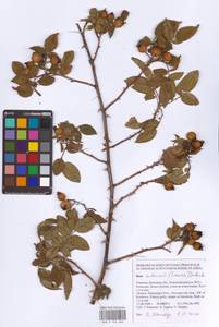 Шиповник бальзамический Besser, Восточная Европа, Южно-Украинский район (E12) (Украина)