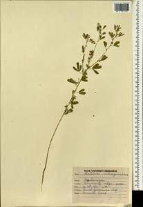 Crotalaria medicaginea Lam., Зарубежная Азия (ASIA) (Индия)