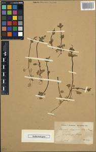 Lamium amplexicaule var. allepicum (Boiss. & Hausskn.) Bornm., Зарубежная Азия (ASIA) (Сирия)