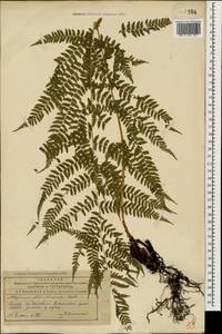 Кочедыжник женский (L.) Roth, Кавказ, Азербайджан (K6) (Азербайджан)