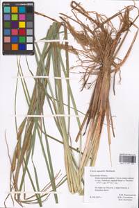 Осока водяная Wahlenb., Восточная Европа, Центральный район (E4) (Россия)