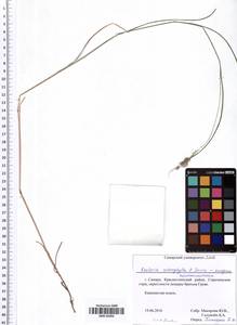 Koeleria macrantha subsp. macrantha, Восточная Европа, Средневолжский район (E8) (Россия)