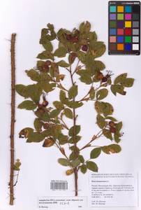 Шиповник майский Herrm., Восточная Европа, Московская область и Москва (E4a) (Россия)