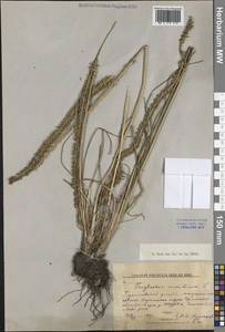 Триостренник приморский L., Сибирь, Западная Сибирь (S1) (Россия)