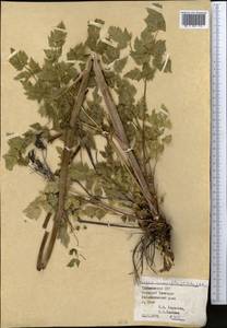 Cervaria cervariifolia (C. A. Mey.) Pimenov, Средняя Азия и Казахстан, Копетдаг, Бадхыз, Малый и Большой Балхан (M1) (Туркмения)