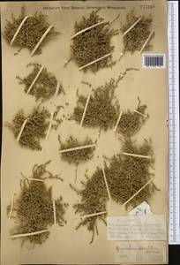 Гиргенсония супротивноцветковая (Pall.) Fenzl, Средняя Азия и Казахстан, Муюнкумы, Прибалхашье и Бетпак-Дала (M9) (Казахстан)