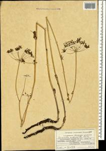 Pseudopimpinella anthriscoides (Boiss.) F.Ghahrem., Khajepiri & Mozaff., Кавказ, Азербайджан (K6) (Азербайджан)