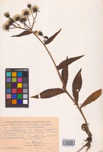 Picris japonica subsp. japonica, Сибирь, Чукотка и Камчатка (S7) (Россия)