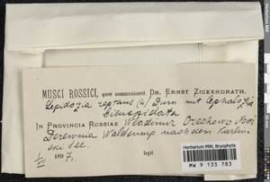 Lepidozia reptans (L.) Dumort., Гербарий мохообразных, Мхи - Москва и Московская область (B6a) (Россия)