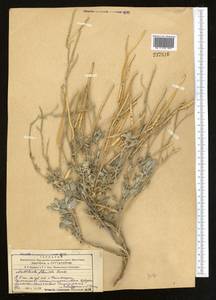 Ломонос цельнолистный L., Средняя Азия и Казахстан, Сырдарьинские пустыни и Кызылкумы (M7) (Узбекистан)