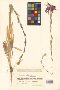 Башеница голая, Башенница гладкая, Вяжечка гладкая L., Восточная Европа, Нижневолжский район (E9) (Россия)