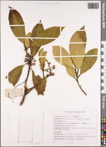 Skimmia arborescens T. Anderson ex Gamble apud Lacaita, Зарубежная Азия (ASIA) (Вьетнам)