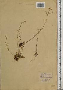 Резушка камчатская (Fisch. ex DC.) O'Kane & Al-Shehbaz, Сибирь, Чукотка и Камчатка (S7) (Россия)