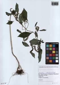 Эльсгольция реснитчатая (Thunb.) Hyl., Сибирь, Алтай и Саяны (S2) (Россия)