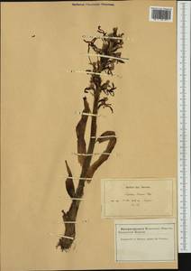 Himantoglossum hircinum (L.) Spreng., Западная Европа (EUR) (Франция)