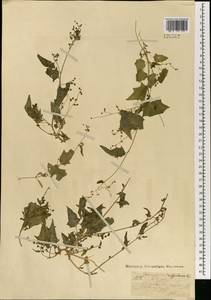 Марь гибридная (L.) S. Fuentes, Uotila & Borsch, Монголия (MONG) (Монголия)