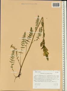 Мытник Кауфмана, Мытник Кауфманна Pinzger, Восточная Европа, Белоруссия (E3a) (Белоруссия)