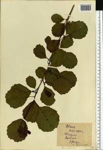 Ольха клейкая, Ольха черная (L.) Gaertn., Восточная Европа, Средневолжский район (E8) (Россия)